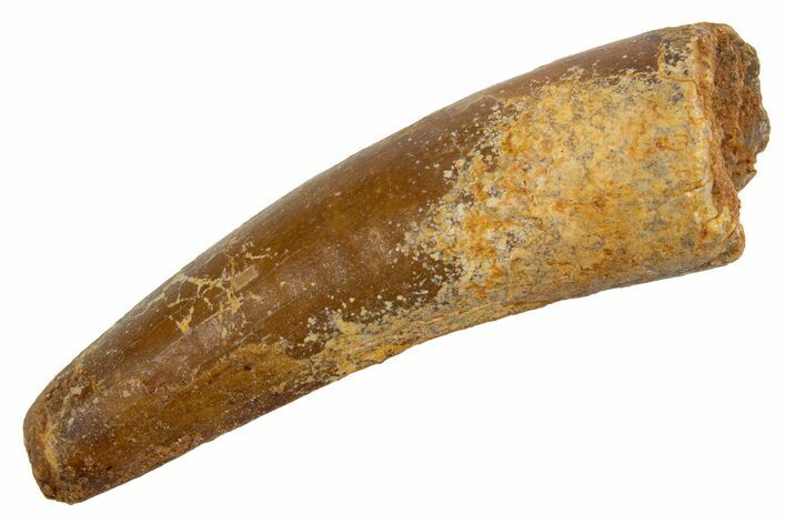 Fossil Spinosaurus Tooth - Real Dinosaur Tooth #326197